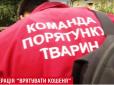 У Києві влаштували напівдетективну операцію для порятунку кошеняти (відео)