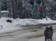 Хіти тижня. Величезний та добре вгодований: На Тернопільщині селом гуляв вовк і стрибав на перехожих (фото)