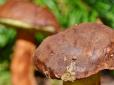 Хіти тижня. На Львівщині знайшли дивовижний гриб-велетень (фотофакт)