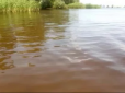 З архіву ПУ. Морські тварини почуваються, як вдома: Води Дніпра страждають від рідкісного, але катастрофічного явища