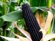 Так що не дивуйтесь на базарах: Селекціонери Вінниччини вивели фіолетову кукурудзу