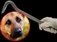 Відплата за вірність: 53-річний киянин ломом забив на смерть власну собаку (фото, відео)