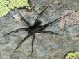 Павуки-вовки: Науковці виявили невідомий вид огидних членистоногих