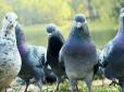 Ідеальні шпигуни: Як ЦРУ використовувало голубів у часи холодної війни