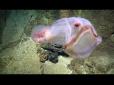 Хто зна, хто там ще ховається: Науковці виявили невідому тварину в глибинах Тихого океану (відео)