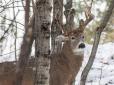 Не такий, як всі: У США помітили трирогого оленя (фото)