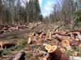 Організація незаконної вирубки лісу на Кремінщині була можлива лише за умов 