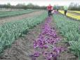 Квіти зривають і кидають просто під ноги..: Тюльпанові поля на Буковині цього року не відкрилися для відвідувачів (відео)