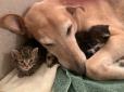 Милота дня: Пес став прийомним батьком для бездомних кошенят (фото, відео)