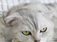 Хіти тижня. З самого народження особливий: Кіт із Запоріжжя став найкрасивішим у світі (відео)