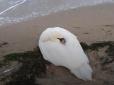 В Одесі на пляжі врятували хворого лебедя (фото)