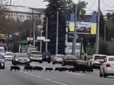 Тваринки не надо поспішали: У Харкові сімейство диких кабанів паралізувало рух на дорозі (відео)