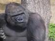 Юний гімнаст: У зоопарку Лондона горила потішила відвідувачів трюком (відео)
