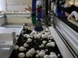 Працює 24 години на добу: Українці створили робота, який буде збирати гриби на фермах США (відео)