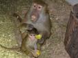 ​У зоопарку Маріуполя народилося дитинча гамадрила. Щасливого татуся відсадили, щоб не буянив та не обжирав родину