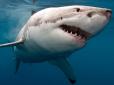 На популярному курорті Єгипту акула напала на жінку під час заняття дайвінгом: Жахливий момент потрапив на відео