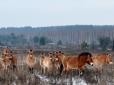 У Чорнобильській зоні через пастки браконьєрів загинули коні Пржевальського
