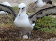 Ніколи не пізно: 70-річна самка альбатроса відклала яйце