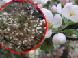 Сад посеред грудня: В Україні зафіксували неймовірну аномалію - зацвіли яблуні (відео)