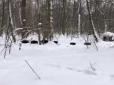 Стадо диких кабанів з маленькими поросятами помітили у парку на Київщині (відео)
