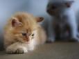 Кішка у зубах принесла до ветеринарів хворих кошенят: Очевидці показали щемливе відео