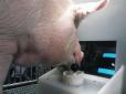 Навіть свині вміють: Науковці навчили тварин грати у відеоігри