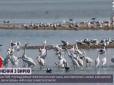 Краса України: На Тузлівські лимани Одещини прилетіли білі чаплі (відео)