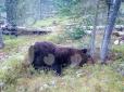 Будні скреп: У Росії ведмідь напав на туристів і з'їв школяра (фото)