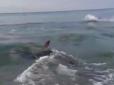 Туристи українського курорту у захваті: Дельфіни вирішили пограти з відпочиваючими (відео)