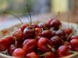 Українські фермери виростили черешню рекордних розмірів: У мережі фото ягоди-гіганта