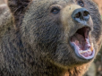 Нещасний не зміг втекти: У Росії ведмідь напав на групу туристів, є загиблий
