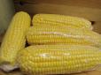 Корисний лафхак: Як заморозити кукурудзу і зберегти її смак