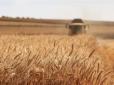 В Україні зібрали рекордний врожай ранніх зернових