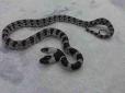 Знахідка на мільйон: Діти в школі спіймали рідкісну двоголову змію (фото)