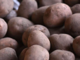 Бо найбагатші? Українці купляють картоплю вп’ятеро дорожче, ніж вона йде на експорт
