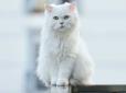 Однозначно не перси зі сфінксами: Вчені назвали найкрасивіші породи котів (фото)