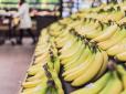 Хіти тижня. Укус смертельний: Серед бананів у супермаркеті покупець знайшов найотруйнішого павука у світі (фото)