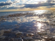 Нема продиху ні влітку, ні зимою: ​Узбережжя Одещини заполонили сотні тисяч гігантських медуз (відео)