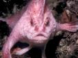 Рожева і з лапками: Біля берегів Австралії вперше за два десятиліття побачили рідкісну рибу (відео)