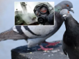Нещасні птахи гинуть: У російському Бєлгороді почали травити голубів, надивившись пропаганди про 