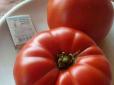 Стануть вашими улюбленцями: Експертка порадила городникам нові перспективні сорти помідорів та перців