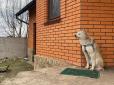 Відданість, що зворушує до сліз: Собака місяць чекає на порозі дому свою хазяйку, яку вбили кадировці (фото)