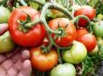 Огородникам на замітку! Додайте щіпку цієї речовини - томати вмить зав'яжуться гронами і не хворітимуть (відео)