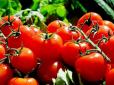 Підгодовуємо томати без хімії - чотири простих народних способи, які забезпечать гарний урожай