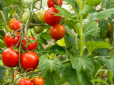 Чим підгодувати помідори в грунті: ТОП-4 перевірених варіанти