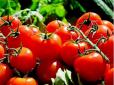 Городникам на замітку: Як правильно підживлювати помідори