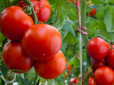 Кущі ломитимуться від смачних плодів: Як виростити небувалий урожай помідорів