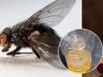 Як позбутися мух вдома: Лайфхак із цукром, медом та водою підкорив мережу (відео)