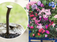 Іржаві цвяхи - реанімація для кімнатних рослин: Як застосувати лайфхак досвідчених квітникарів