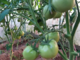 Городинкам на замітку: ТОП-5 обов’язкових процедур, які потрібно зробити з помідорами у серпні